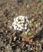 Menonvillea patagonica