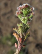 Menonvillea patagonica