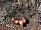 Austrocactus bertinii