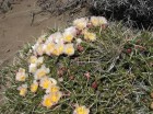 Maihuenia patagonica