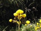 Calceolaria biflora