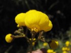 Calceolaria biflora