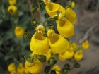 Calceolaria germainii