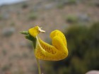 Calceolaria polyrrhiza