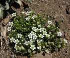Arenaria serpens