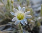 Cerastium arvense