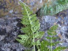 Cystopteris apiiformis