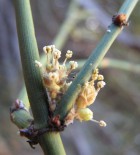 Ephedra chilensis