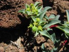 Euphorbia collina