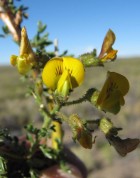 Adesmia adrianii