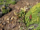 Adesmia corymbosa