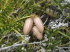 Astragalus cruckshanksii