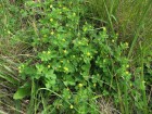 Medicago lupulina