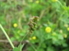 Medicago lupulina