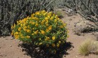 Senna arnottiana