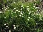 Trifolium repens