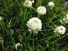 Trifolium repens