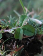 Trifolium repens