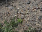 Erodium cicutarium