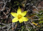 Sisyrinchium arenarium