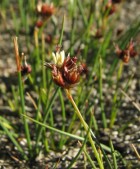 Juncus scheuchzerioides