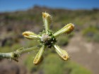 Blumenbachia dissecta