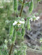 Blumenbachia silvestris