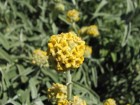 Buddleja araucana
