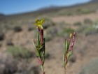 Camissonia dentata