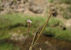 Epilobium australe