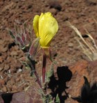 Oenothera odorata