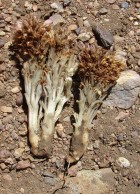 Orobanche chilensis