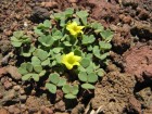 Oxalis compacta