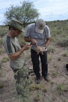 Chelonoidis chilensis