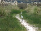 Ardea alba