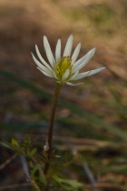 Anemone decapetala