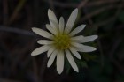 Anemone decapetala