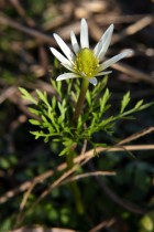 Anemone decapetala