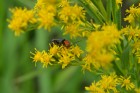 Solidago chilensis