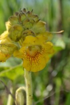 Ibicella lutea