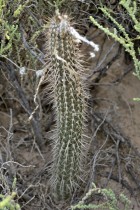 Setiechinopsis mirabilis