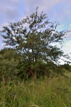 Gleditsia triacanthos