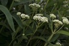 Austroeupatorium inulifolium