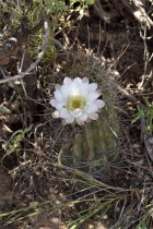 Echinopsis leucantha