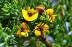 Adesmia pinifolia