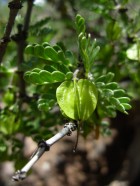 Bulnesia schickendantzii