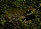 Gastrotheca gracilis