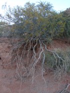 Larrea divaricata