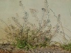 Capsella bursa-pastoris