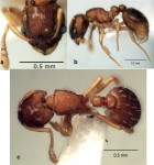 Wasmannia sulcaticeps